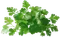 Koriander